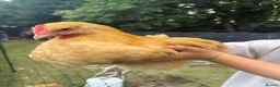 Chickens poultry for sale: 2x Buff Orpington Cockerels looking for a new home - Advert 6