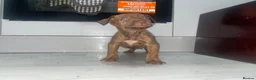 Mixed Breed dogs for sale: Bull Wheaten - Advert 8