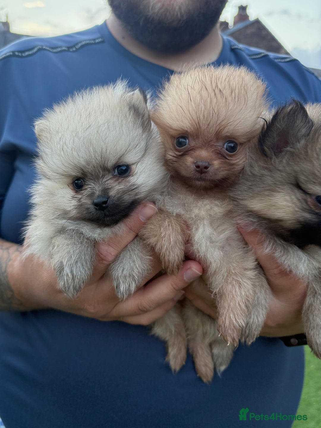 Pomeranian dogs for sale: Beautiful Pomeranian’s  - Image 11