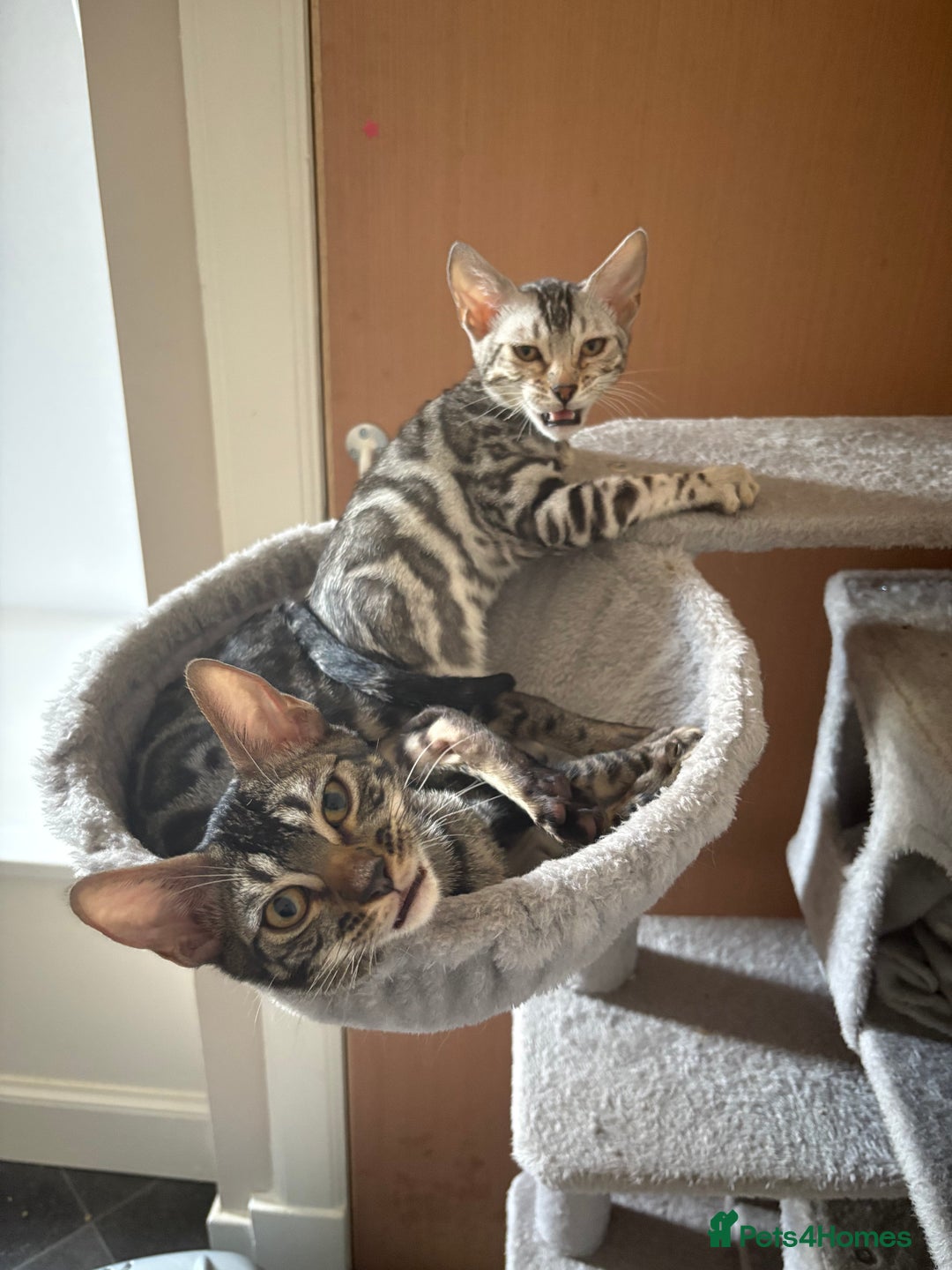 Bengal cats for sale: female bengals 2 for 400 selling as pair  - Image 5