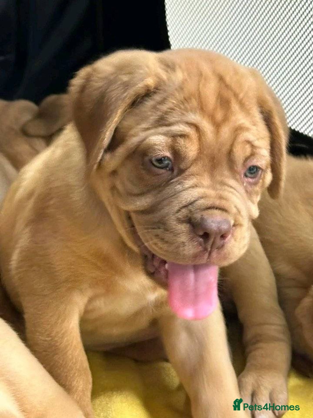 Dogue De Bordeaux dogs for sale: Dogue de Bordeaux puppies now available! - Image 12