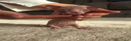 Sphynx cats for sale: 3 Girls left TICA Canadian Elf Sphynx  - Advert 26