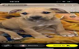 American Bully dogs for sale: American bully’s  - Image 2