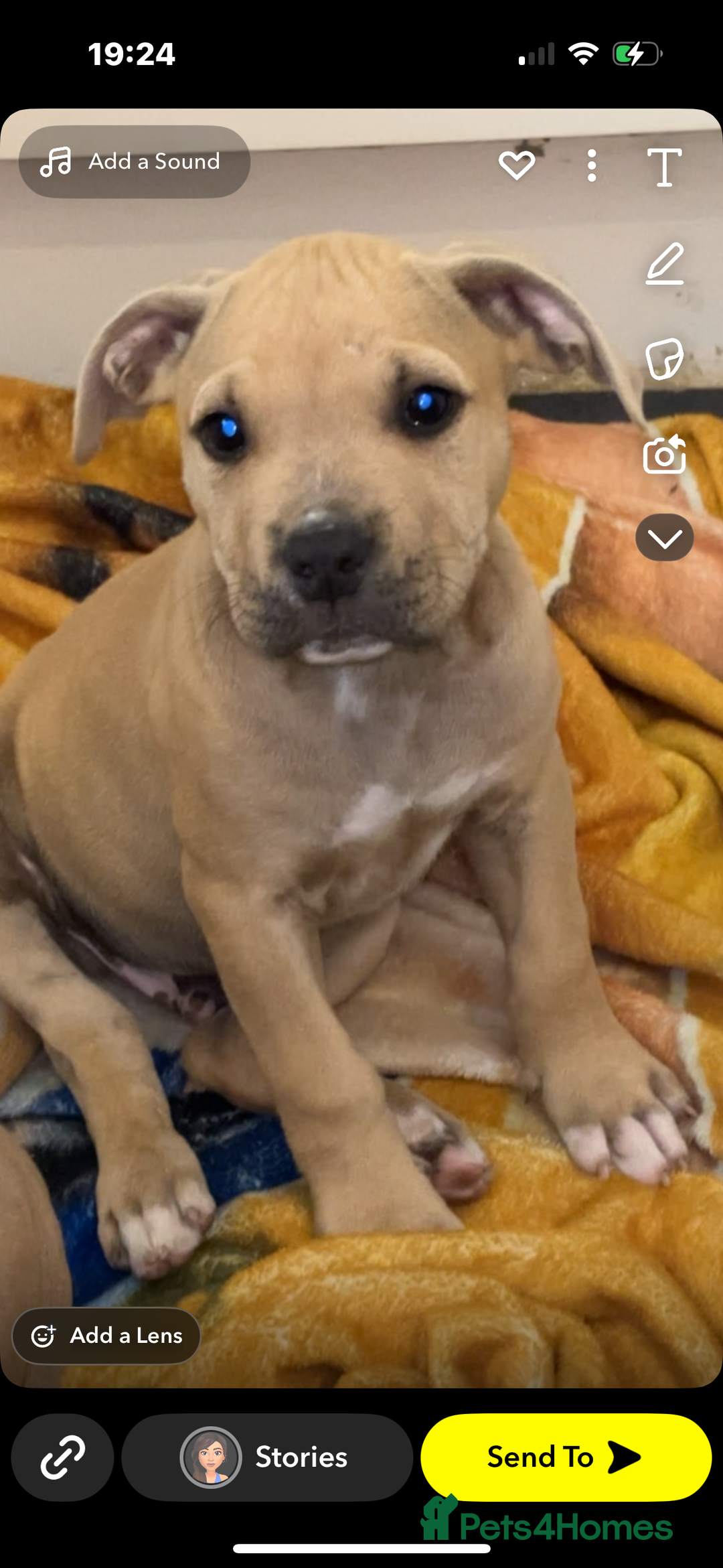 American Bully dogs for sale: American bully’s  - Image 2
