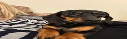 Dachshund dogs for sale: Beutiful black and tan dachshund - Advert 2