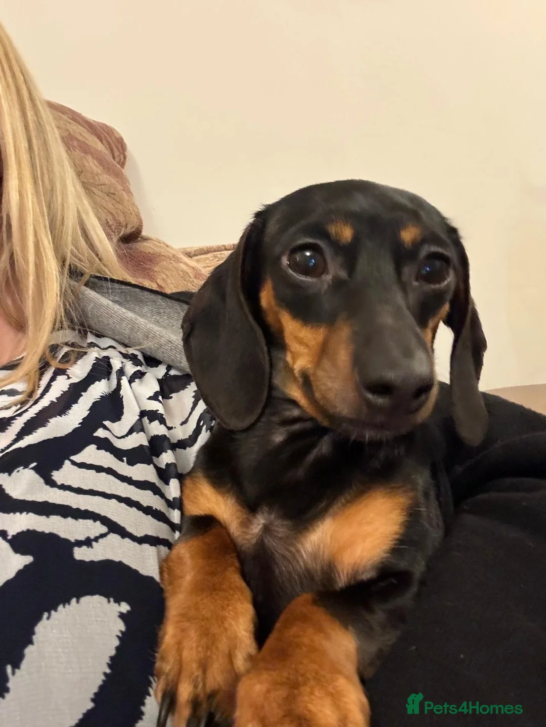 Dachshund dogs for sale: Beutiful black and tan dachshund - Advert 2
