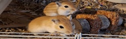 Gerbil rodents for sale: 4 baby male gerbils plus cage & acessories - Advert 1
