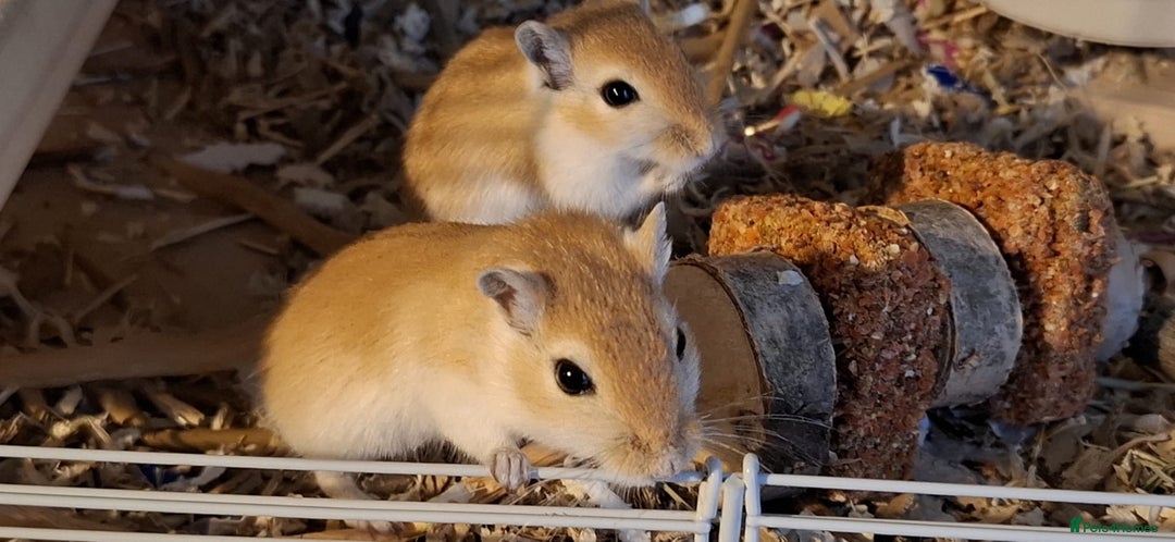 Gerbil rodents for sale: 4 baby male gerbils plus cage & acessories - Advert 1