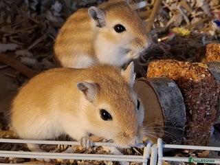 Gerbil rodents 4 baby male gerbils plus cage & acessories - Advert 1