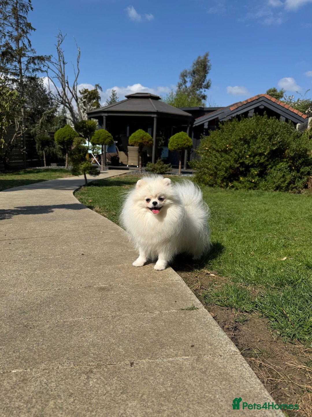 Pomeranian dogs for sale: Well house trained White Pomeranian Girl - Image 11
