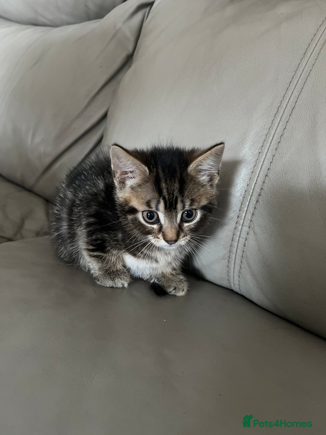 Mixed Breed cats for sale: 4 beautiful kittens - Image 5