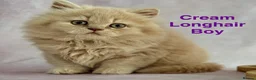 British Shorthair cats for sale: Registered Pedigree British Shorthair & Longhair  in Stafford - Advert 28
