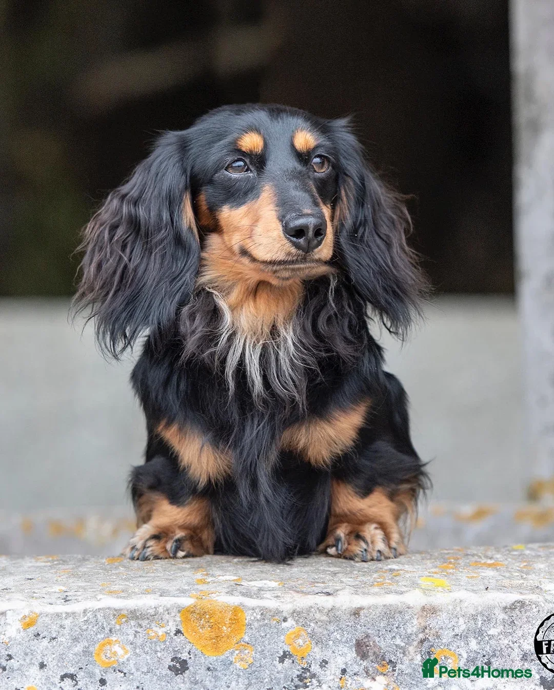 Miniature Dachshund dogs for sale: Miniature Dachshund Puppies | Join our Waitlist - Advert 2