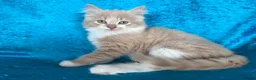 Norwegian Forest Cat cats for sale: Norwegian Forest boys - Advert 14