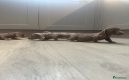 Miniature Dachshund dogs for sale: Miniature dachshunds  - Image 8
