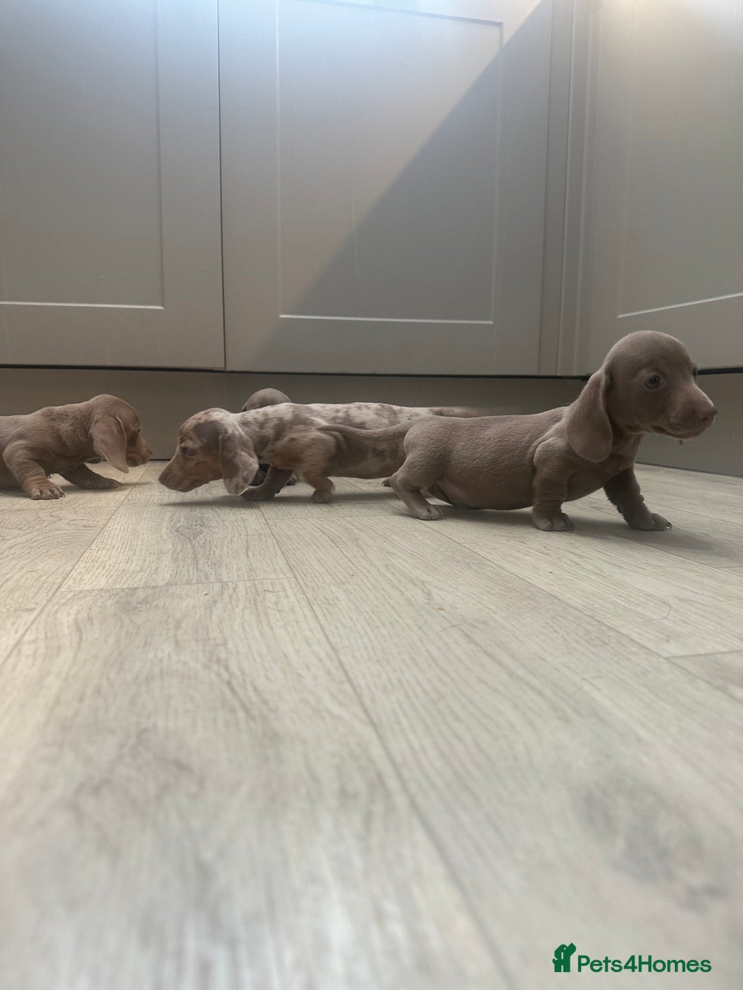 Miniature Dachshund dogs for sale: Miniature dachshunds  - Image 8