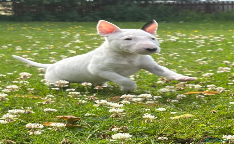 English Bull Terrier dogs - Advert 1
