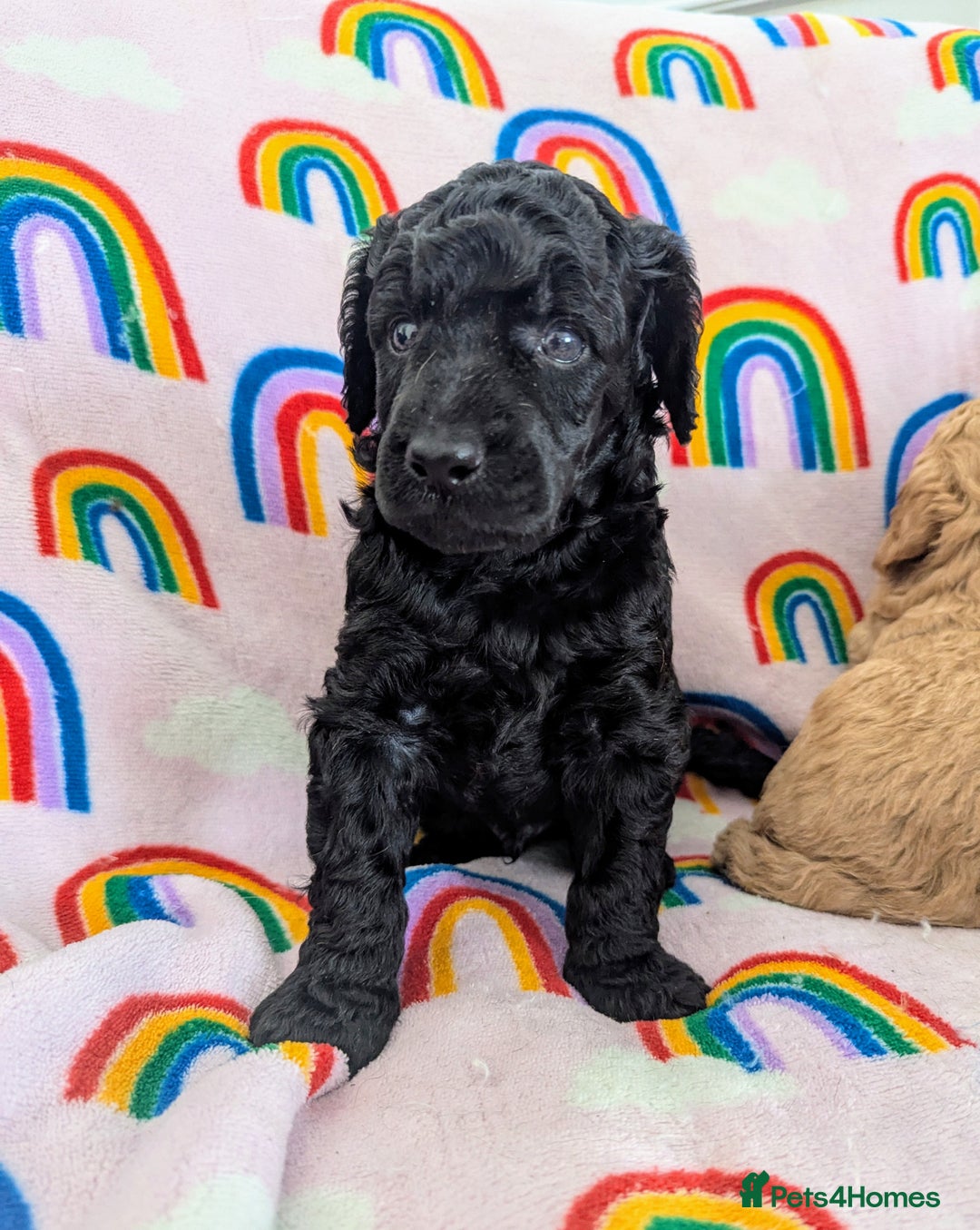 Miniature Poodle dogs for sale: Stunning Red & Phantom Poodles - Image 27
