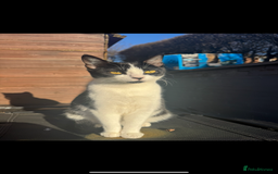 Mixed Breed cats for sale: 3 kittens for sale ready to leave anytime  - Image 4