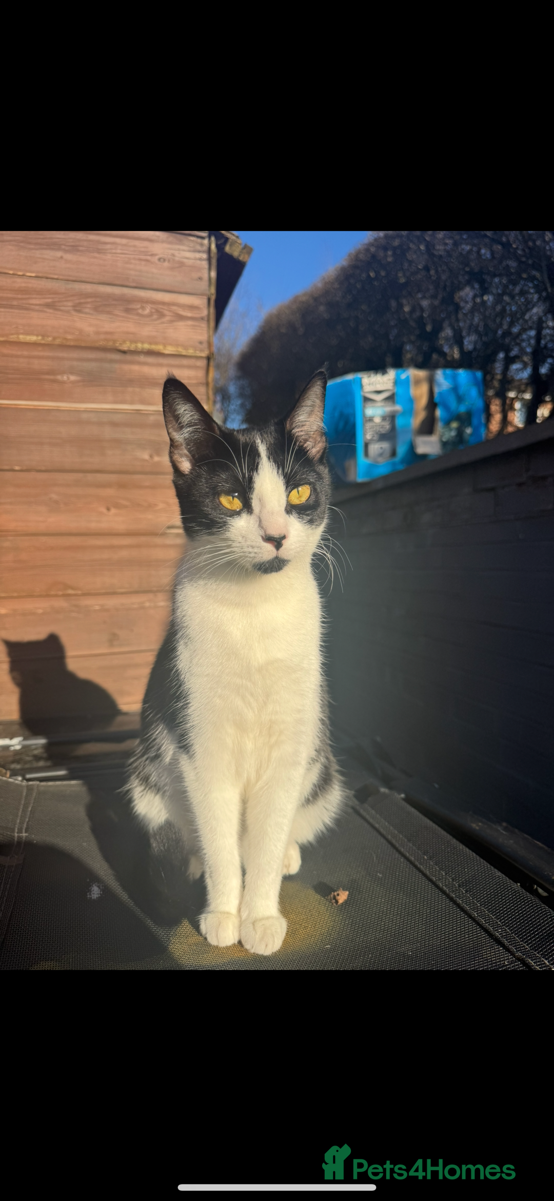 Mixed Breed cats for sale: 3 kittens for sale ready to leave anytime  - Image 4