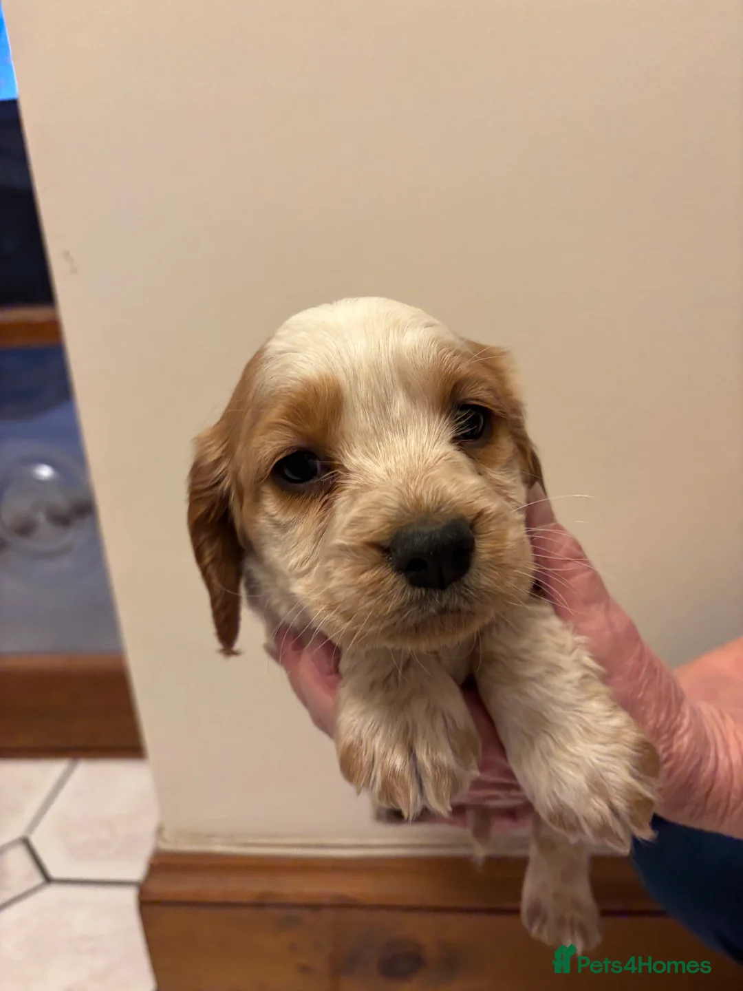 Cocker Spaniel dogs for sale: KC reg cocker spaniels  - Advert 19