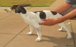 Mixed Breed dogs for sale: Foxhound/Lurcher Female Puppy - Image 10