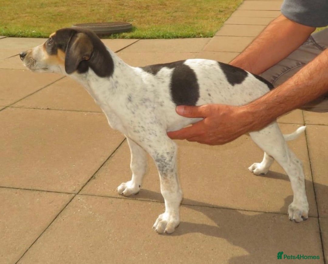 Mixed Breed dogs for sale: Foxhound/Lurcher Female Puppy - Image 10