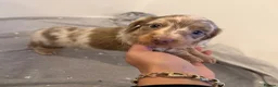 Miniature Dachshund dogs for sale: LONG HAIRED MINIATURE RUSSIAN DACHSHUNDS  - Advert 20