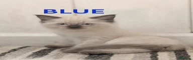 blue