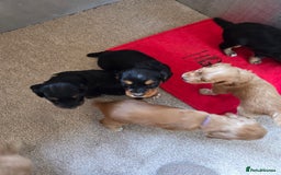 Cocker Spaniel dogs for sale: working cocker spaniels - Advert 9