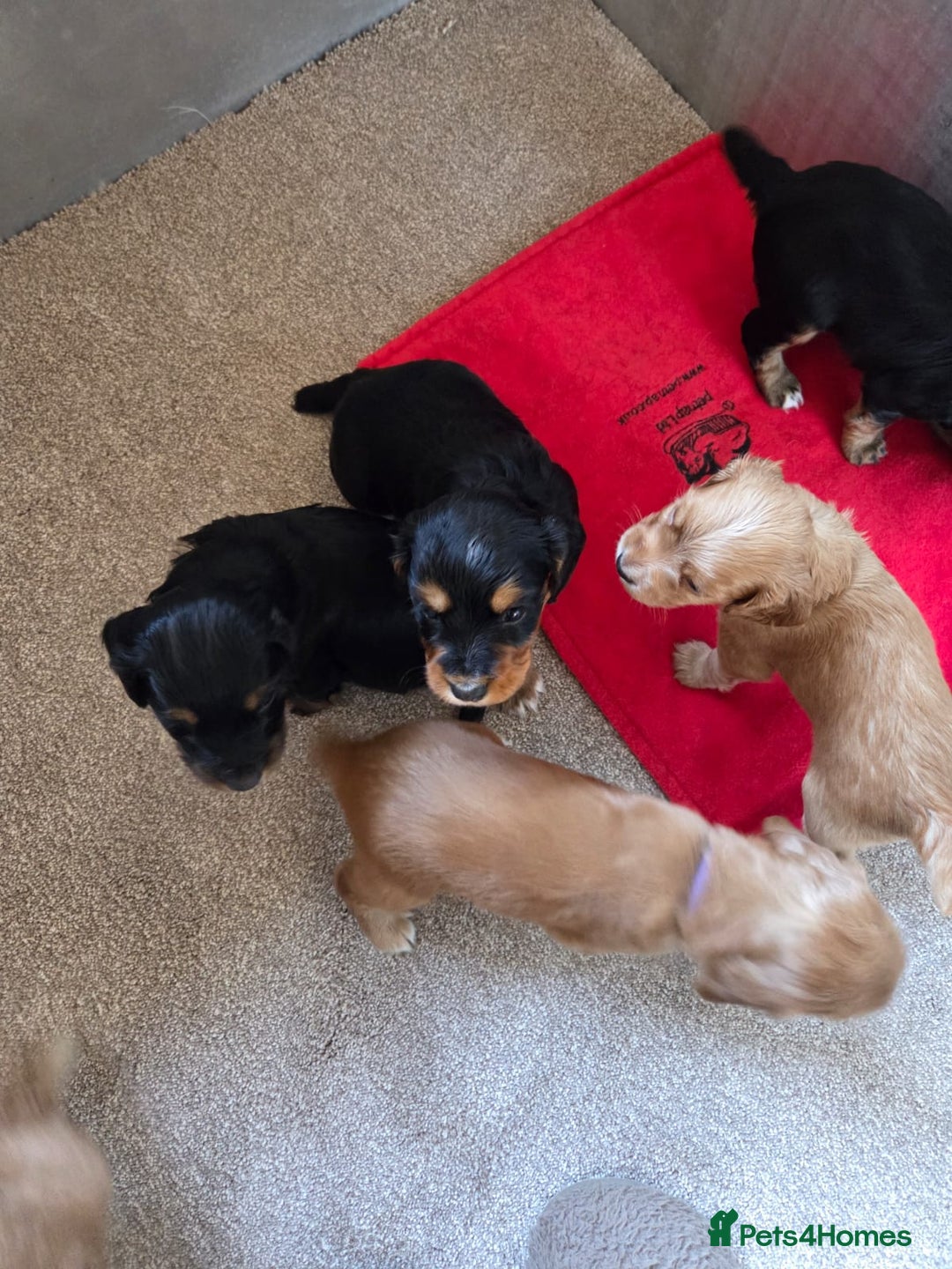 Cocker Spaniel dogs for sale: working cocker spaniels - Advert 9