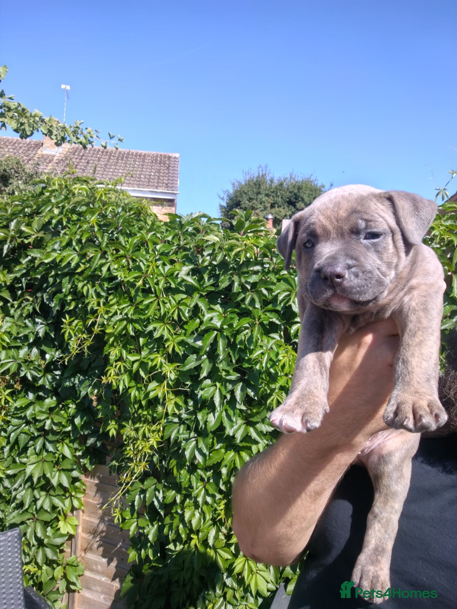 American Bully dogs 🐾 Stunning male blue fawn brindle pocket bully 🐾 - Advert 19