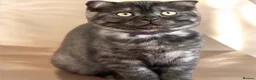 Scottish Fold cats for sale:  3 Full Pedigree Fold Girls        - Advert 22