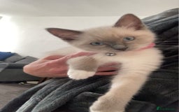 Ragdoll cats for sale:  Ragdoll kittens. 1 girl. 1 boy  - Image 1