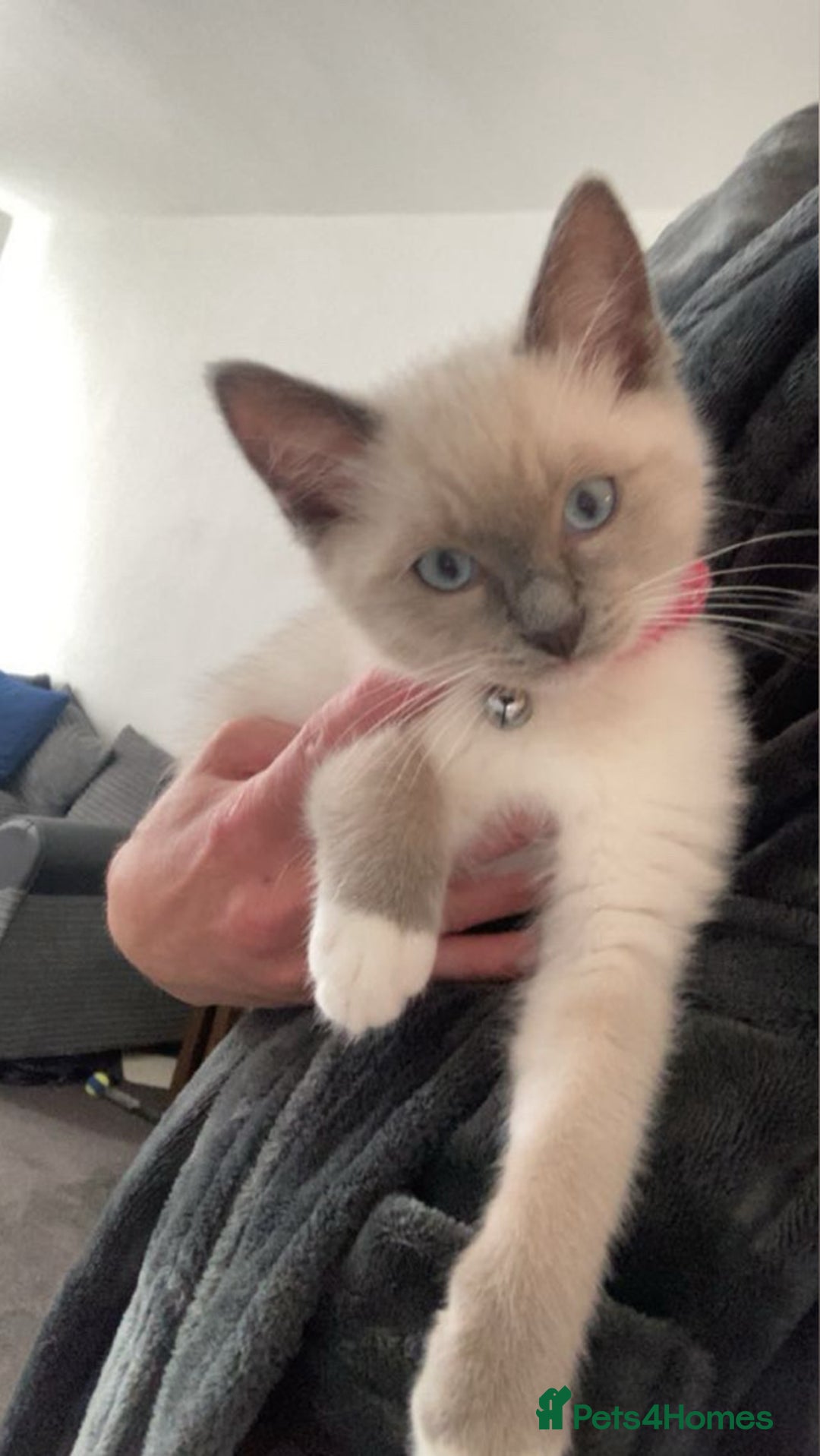 Ragdoll cats for sale:  Ragdoll kittens. 1 girl. 1 boy  - Image 1