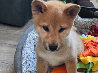 Japanese Shiba Inu dogs Gorgeous Shibas - Advert 1