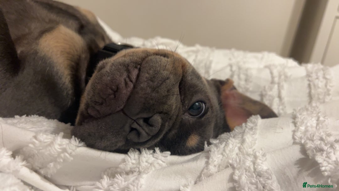 French Bulldog dogs for sale: 2 year old male, name is Blue - Image 14