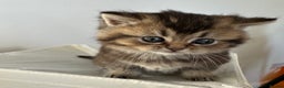 British Shorthair cats for sale: Gorgeous Brown Tabby BSH Kittens - Advert 20