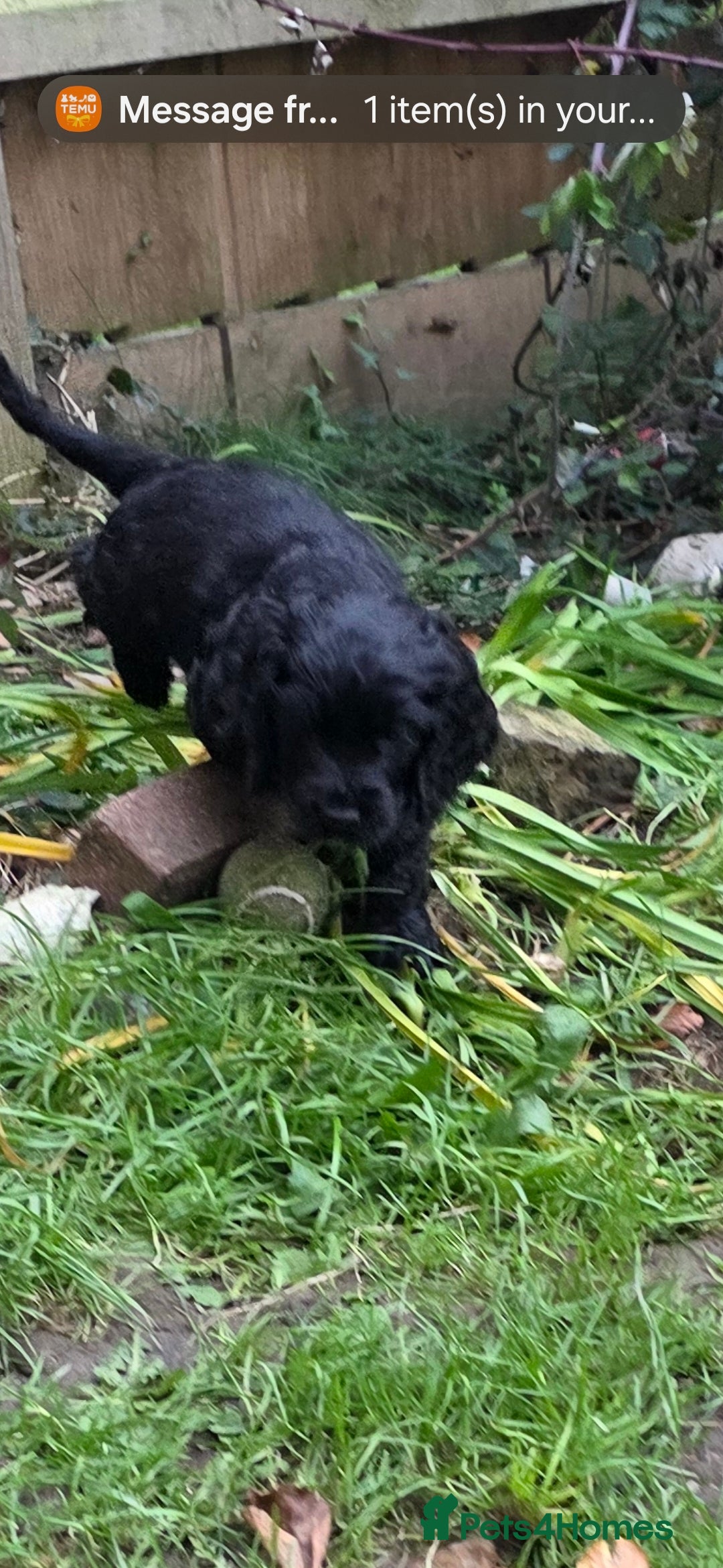 Sprocker dogs for sale: Sprocker  - Image 2