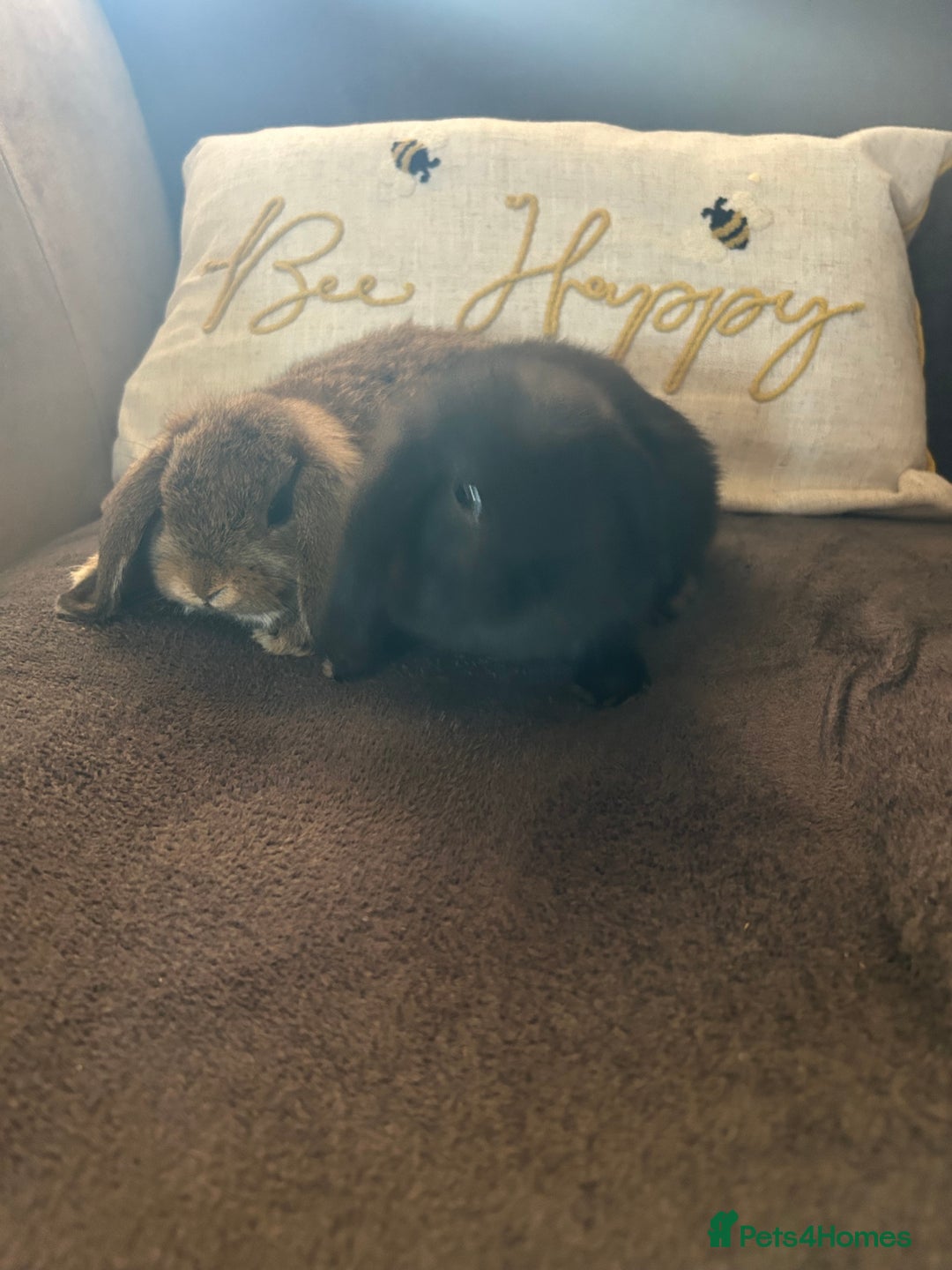 Mini Lop rabbits for sale:  Mini lop boy and girl 9 weeks old  - Image 7