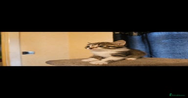 Mixed Breed cats - Advert 10