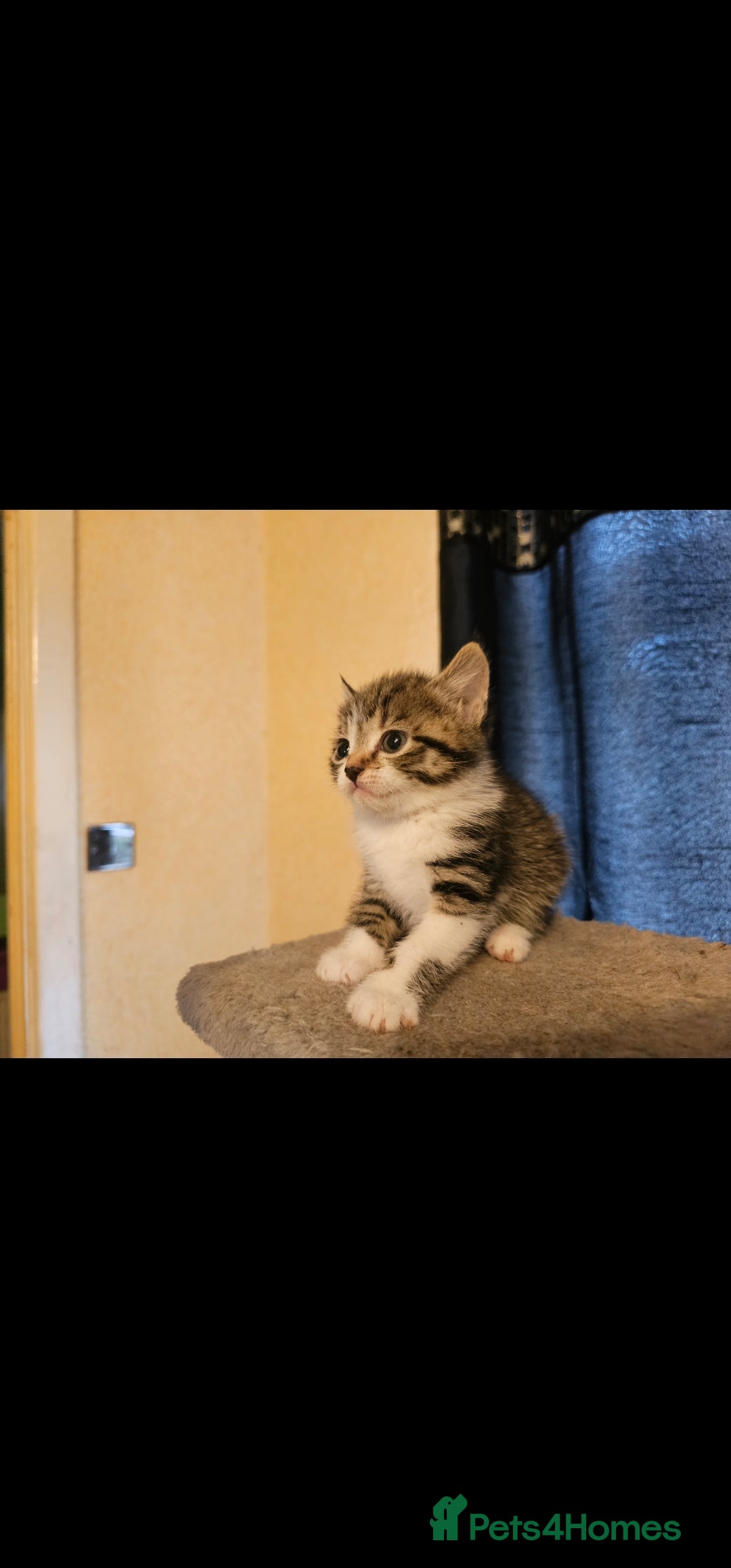 Mixed Breed cats for sale: Lovely kittens - Image 2