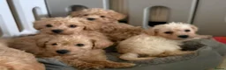 Westiepoo dogs for sale: Toy WESTIE-POO Puppies (West Highland x Toy Poodle - Advert 1