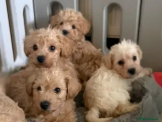 Westiepoo dogs Toy WESTIE-POO Puppies (West Highland x Toy Poodle - Advert 12