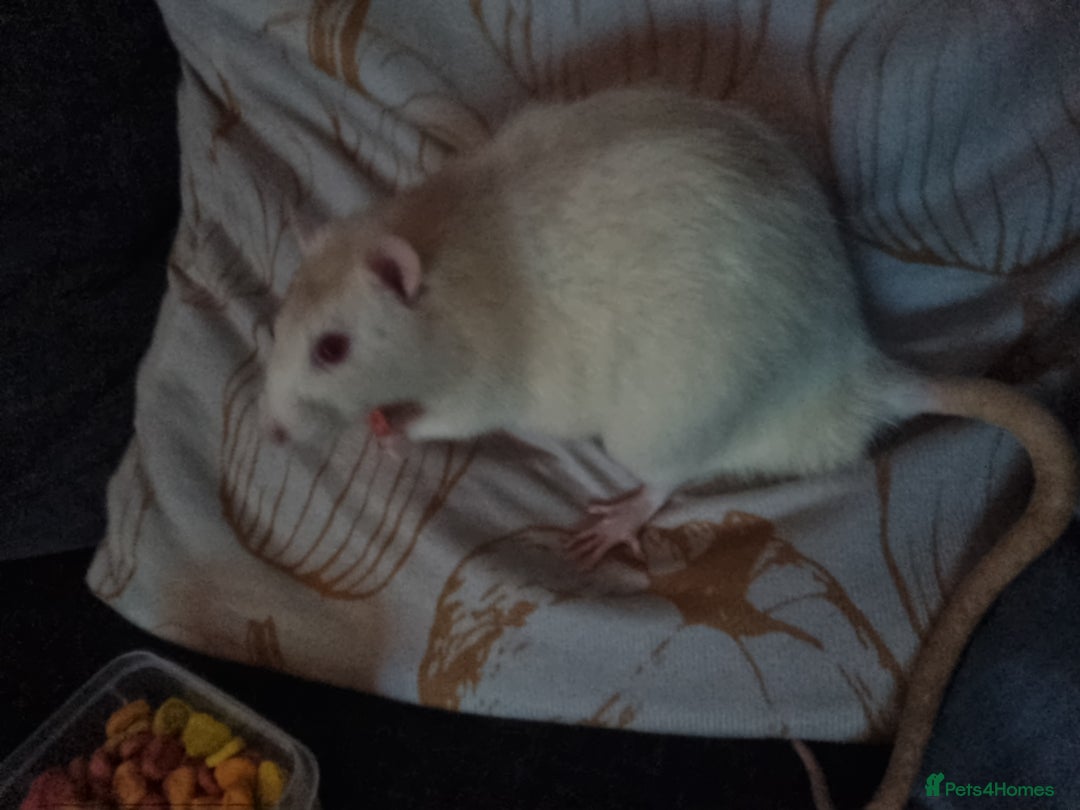 Rat rodents for sale: Older pet rat in need of rehoming - Advert 3