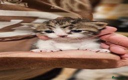 Mixed Breed cats for sale: 4 male kittens remaining, ready 25th October - Image 14
