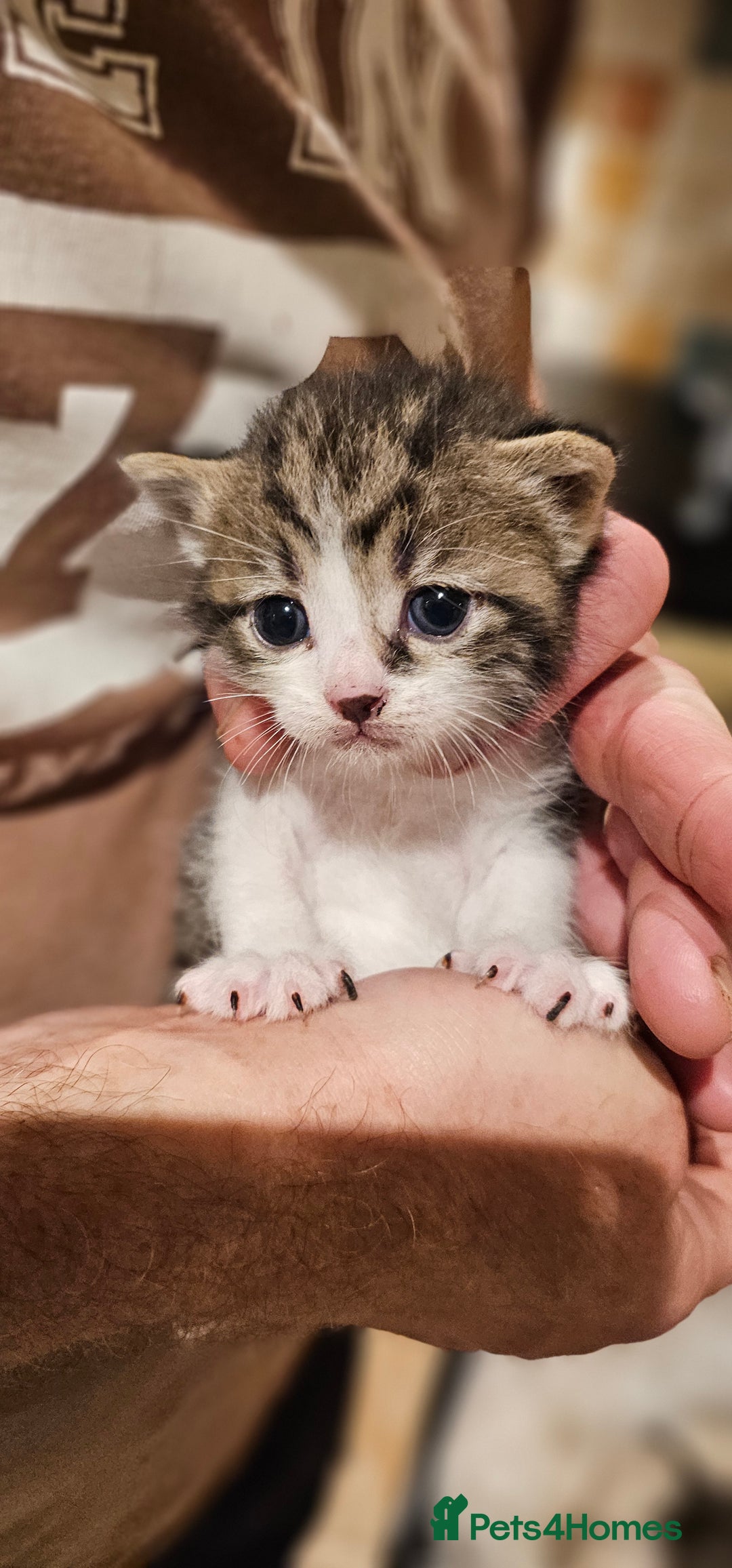 Mixed Breed cats for sale: 4 male kittens remaining, ready 25th October - Image 14