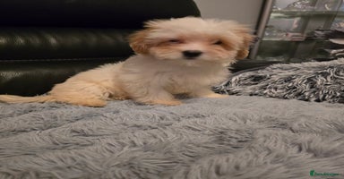 Maltipoo dogs - Advert 3