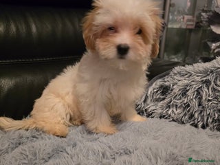 Maltipoo dogs - Advert 8