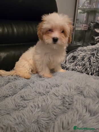 Maltipoo dogs - Advert 7